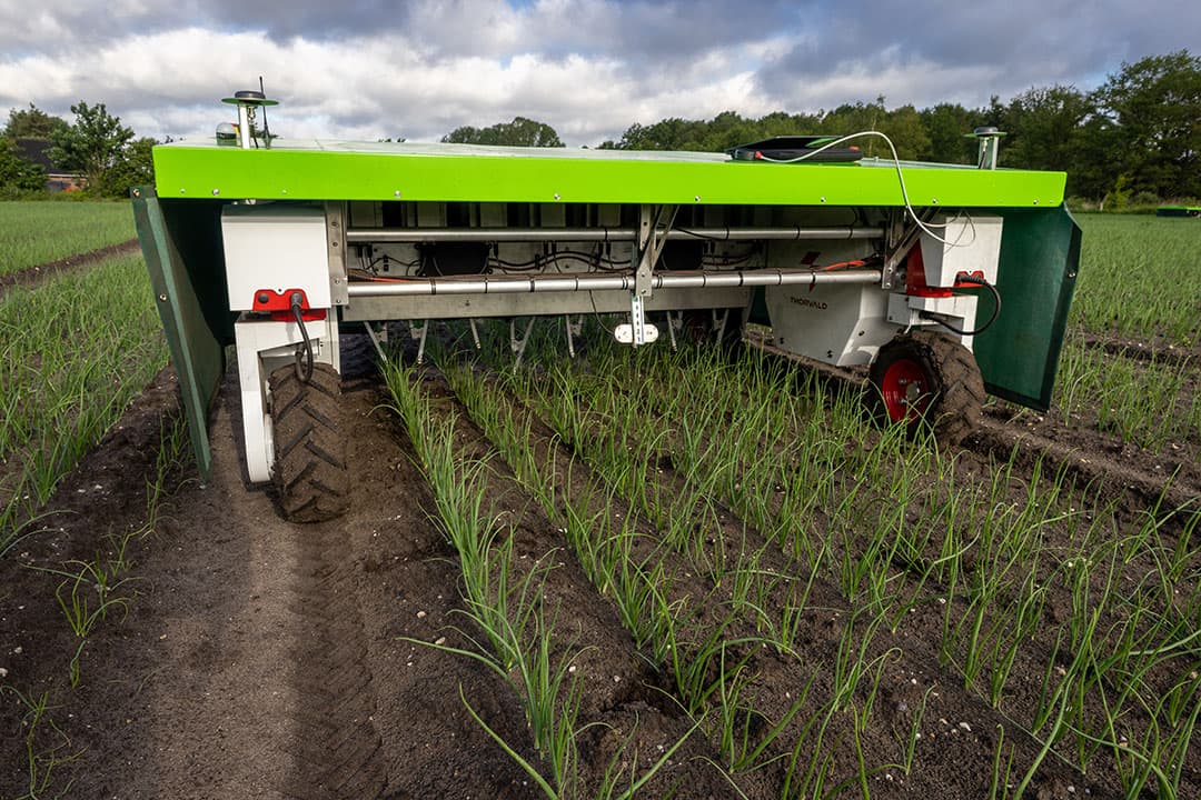 Onkruidwiedrobot Ekobot blijkt een effectieve hulp in de strijd tegen onkruid in uien. - Foto's: Koos Groenewold