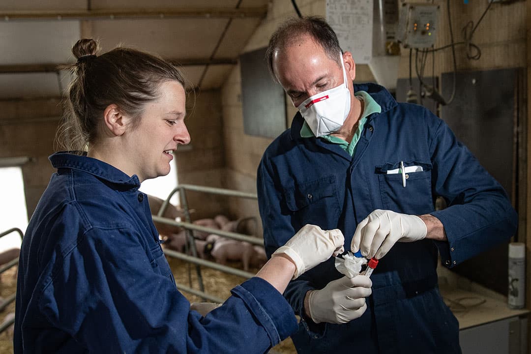 De uier van de zeug is met een doekje bemonsterd op griep. Met het transportmedium Virocult  is de kans groter dat virus wordt gevonden. - Foto: Ronald Hissink