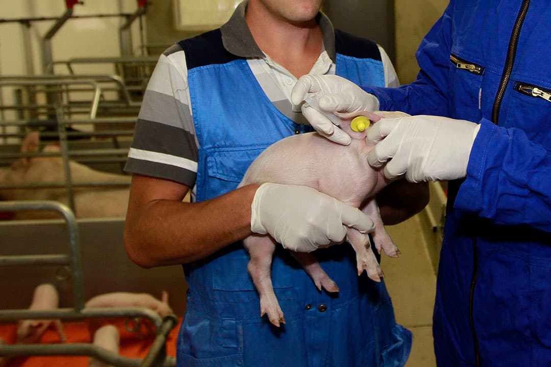In de varkenshouderij daalde het gebruik van antibiotica eerder al fors, doordat minder gebruik werd gemaakt van gemedicineerd voer, maar zieke dieren individueel werden behandeld. - Foto: Bert Jansen