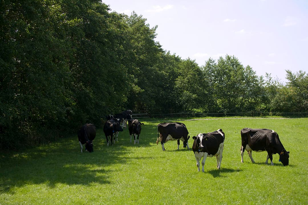 Koeien in de schaduw. De extra hittecontroles sluiten aan bij het Nationaal plan voor veetransport bij extreme temperaturen uit 2016. Foto: Jan Willem Schouten
