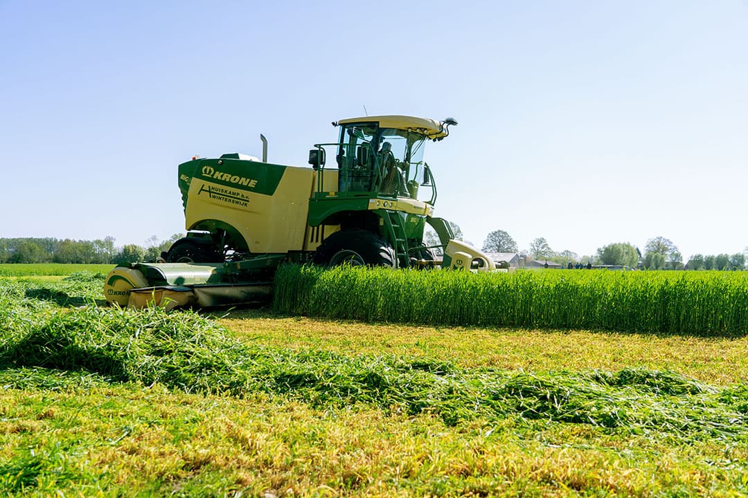 Met het oogsten van Snelle Lente Rogge tussen twee maisteelten kunnen melkveehouders meer opbrengst en eiwit van een hectare grond halen. - Foto: Jan Willem Schouten