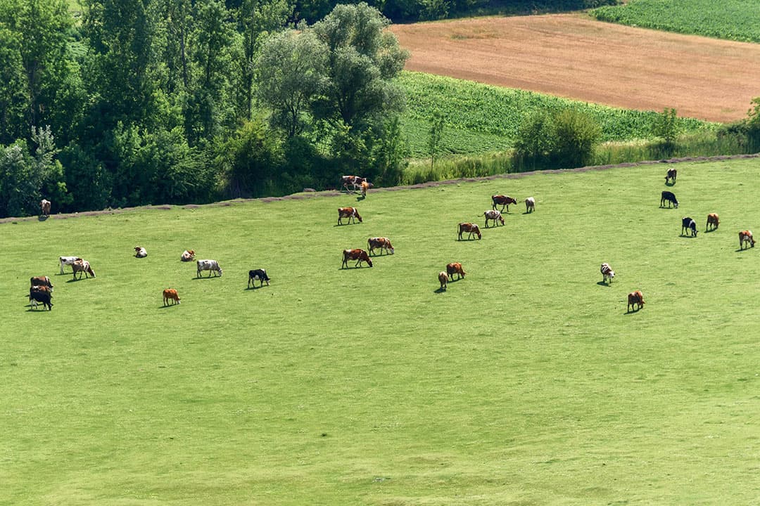 Nog veel openstaande vragen na bekendmaking stikstofplannen. Wat is er te zeggen over de veestapel en voor hoeveel boeren is er geen plek meer? - Foto: Canva