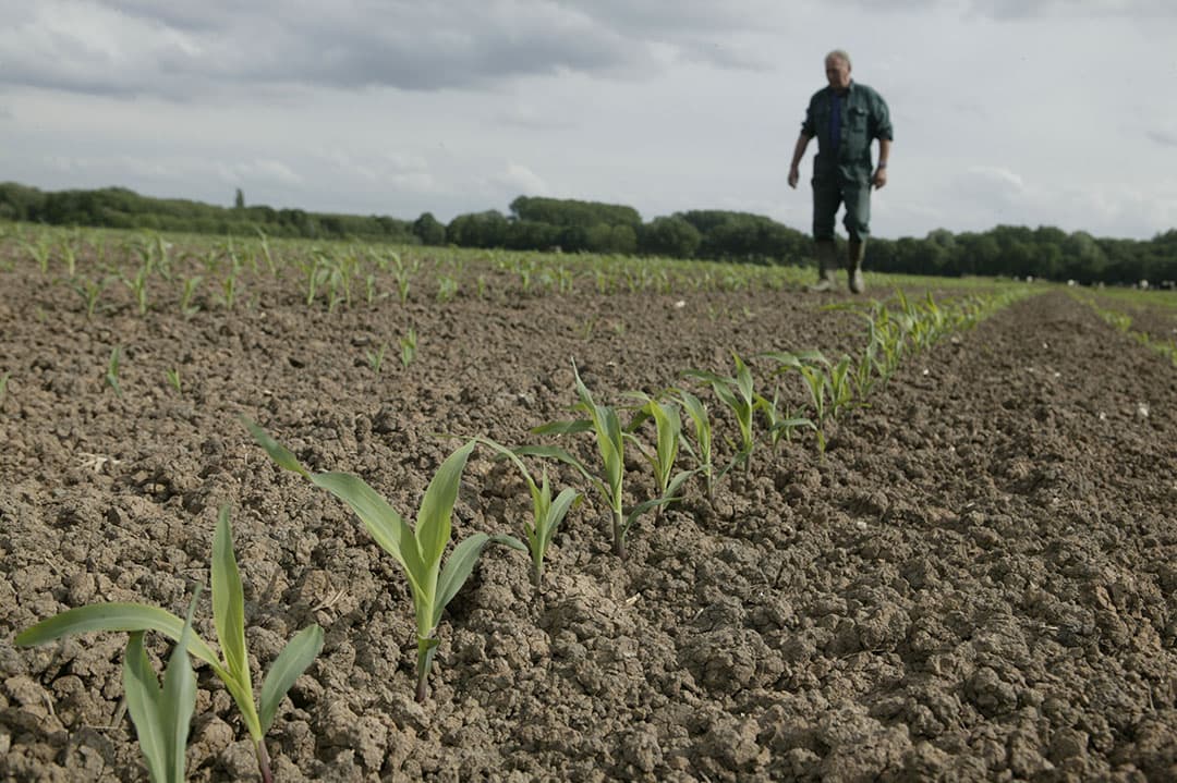 Mais op kleigrond. Door een 10 centimeter dikke laag klei toe te voegen aan zandgrond, steeg de maisopbrengst met ruim 10%. - Foto: Mark Pasveer