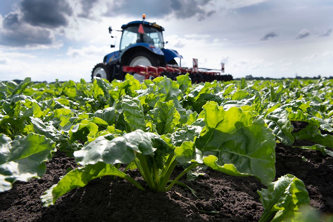 Suikerbieten zijn dit jaar op weg naar een bovengemiddelde opbrengst. - Foto: Mark Pasveer