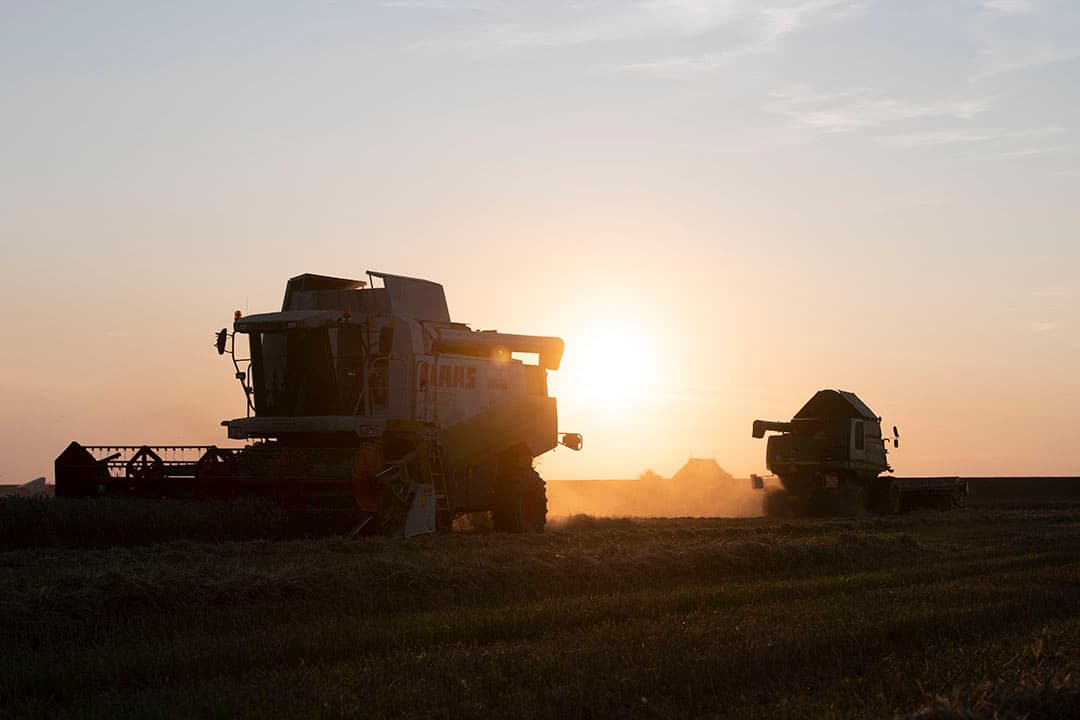 Het dorsen van tarwe, begin september vorig jaar. - Foto: Mark Pasveer