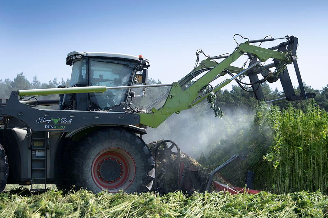 In Nederland wordt 1.700 hectare vezelhennep geteeld, hoofdzakelijk in Groningen en Drenthe. - Foto: Mark Pasveer