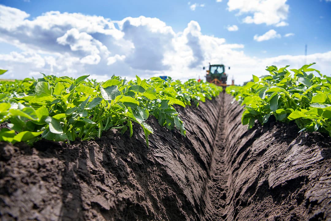 Medewerker Mark Meints van akkerbouwbedrijf Boerma uit Smilde (Dr.) is de zetmeelaardappelen aan het aanruggen. ,,De grond had iets vochtiger mogen zijn, op droge koppen zakken de ruggen weer iets uiteen”, aldus Meints. Hij moet 260 hectare aanruggen, 50 hectare is intussen gedaan. Daarna volgt nog een onkruidbespuiting. - Foto: Mark Pasveer