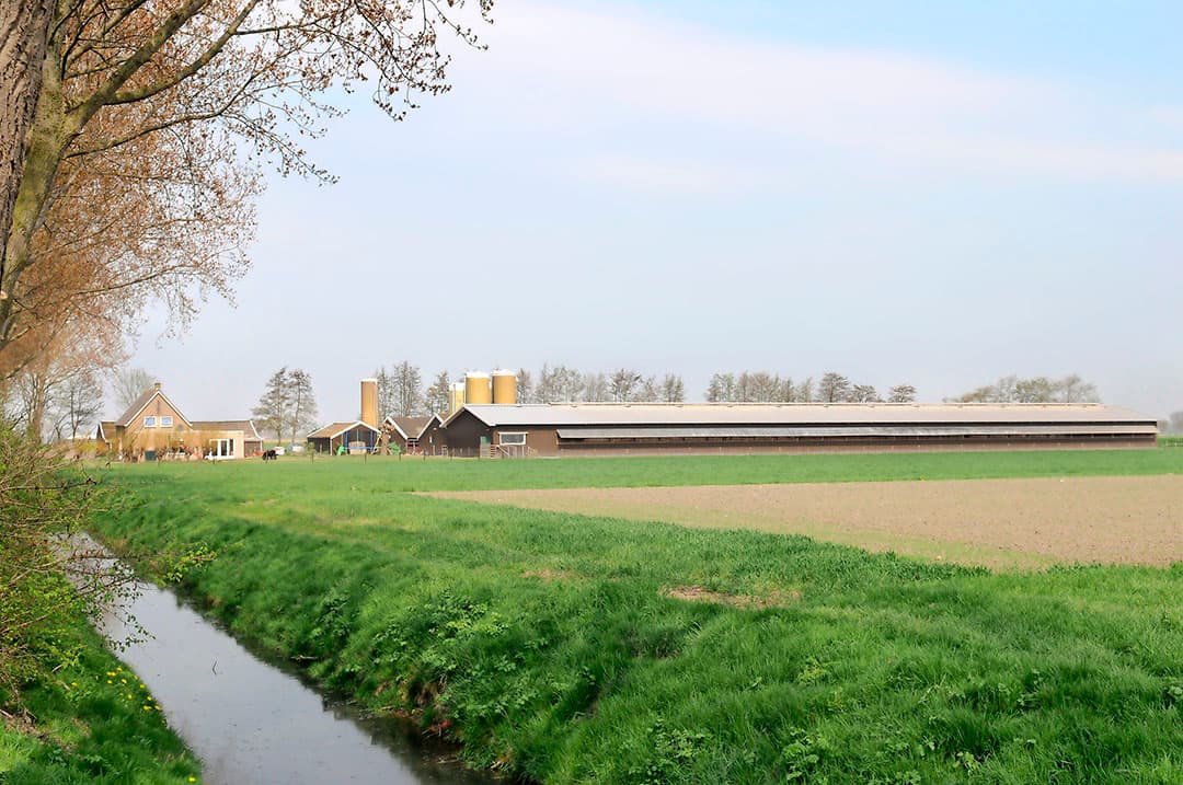 Pluimveebedrijven kunnen in aanmerking komen voor de provinciale MGA-2-regeling en voor de landelijke LBV-regeling. MGA-2 is bedoeld voor de uitkoop van piekbelasters. - Foto: Wick Natzijl