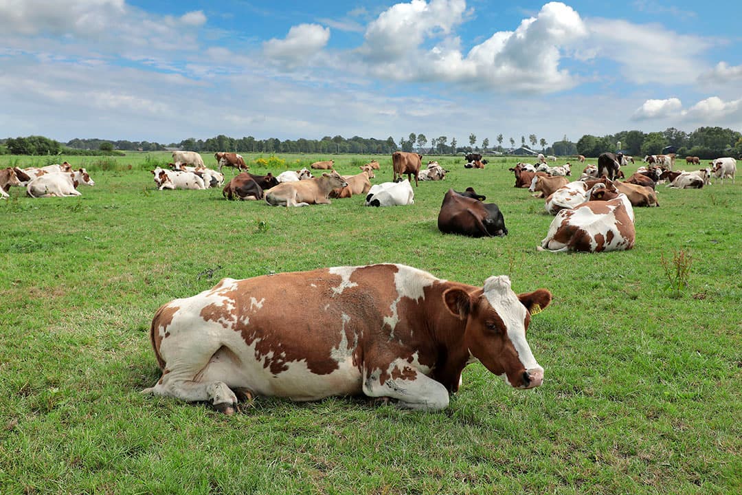 Biologische melkveehouders profiteren minder van de forse prijsstijgingen dan gangbare collega’s. Adviseurs benadrukken het belang van een langetermijnstrategie. - Foto: Ruud Ploeg
