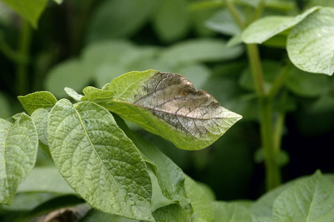 Een door phytophthora aangetast aardappelblad. - Foto: Hans Prinsen
