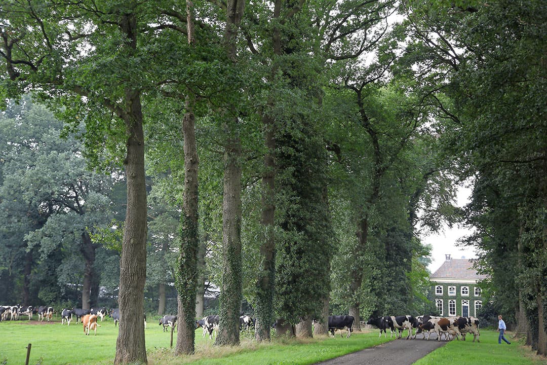 Foto: Hans Prinsen