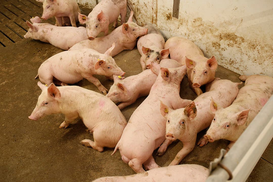 Vleesvarkens in de stal. Schonere stallen zonder mestopslag daar onder en gezondere dieren zijn volgens ABN Amro nog punten waar voor de sector winst te behalen valt. - Foto: Hans Prinsen