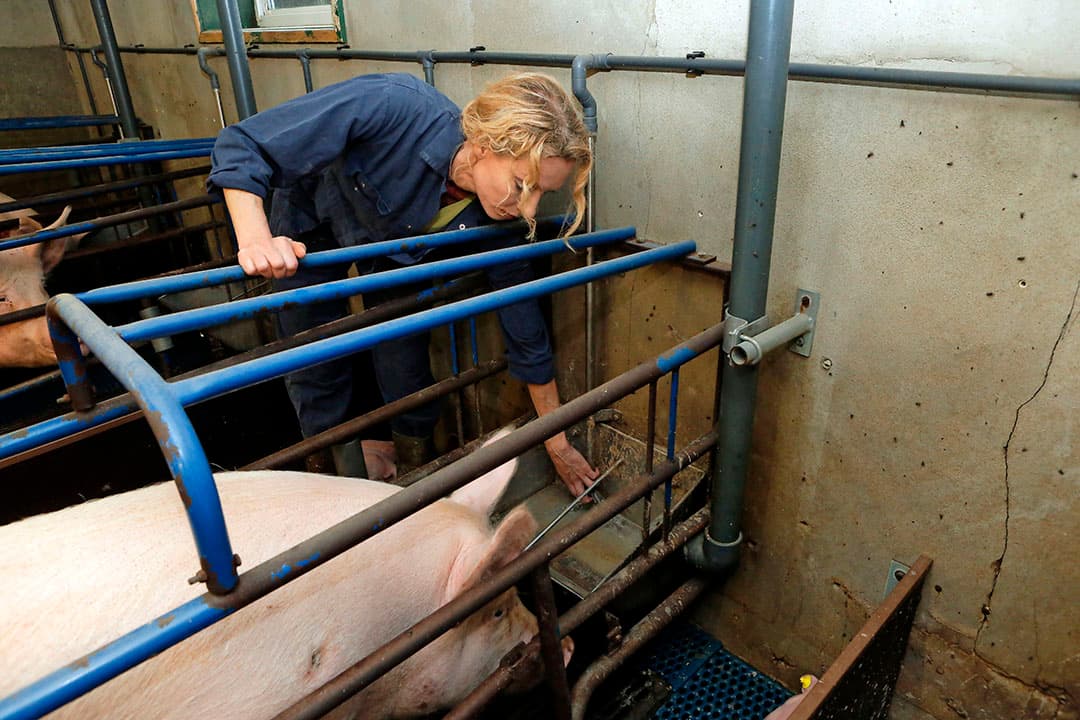 Om kraamzeugen te helpen voldoende te drinken is het verstandig om de eerste dagen de trog een paar keer per dag vol water te zetten. - Foto: Henk Riswick
