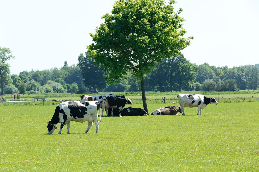 De verkoop heeft geen gevolgen voor de Duitse leden-melkveehouders van FrieslandCampina. Foto: Henk Riswick