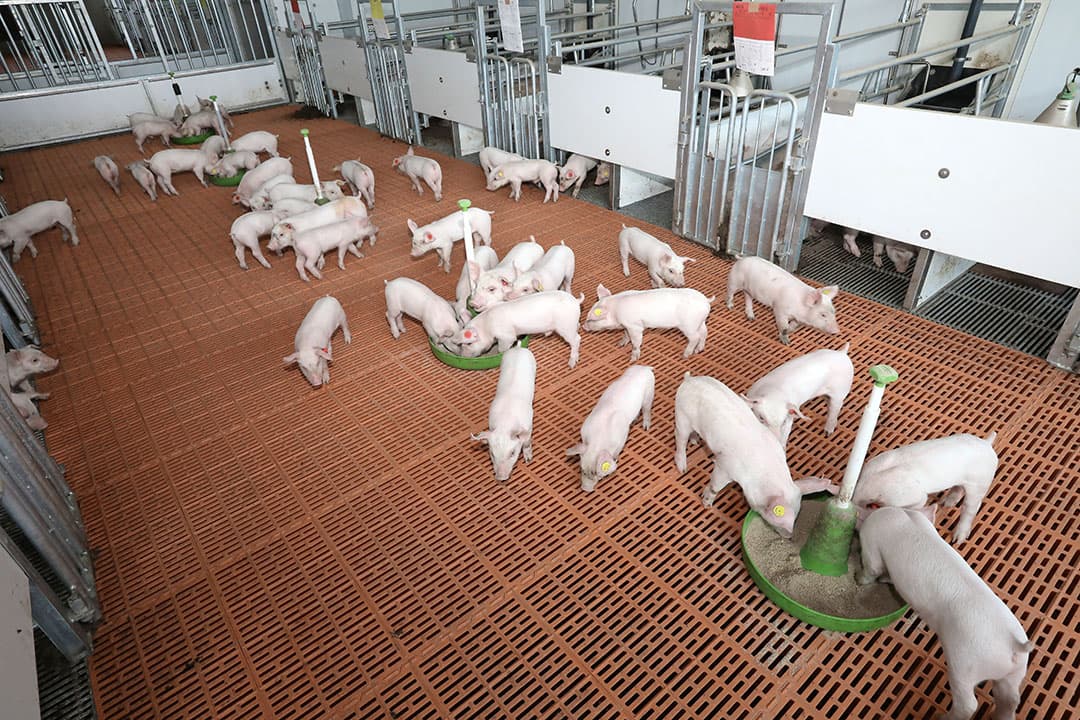 Biggen die in meerdere tomen samen opgroeien worden socialer. Samen eten en spelen zorgen ook voor een hogere weerbaarheid en minder stressgevoeligheid. - Foto: Henk Riswick