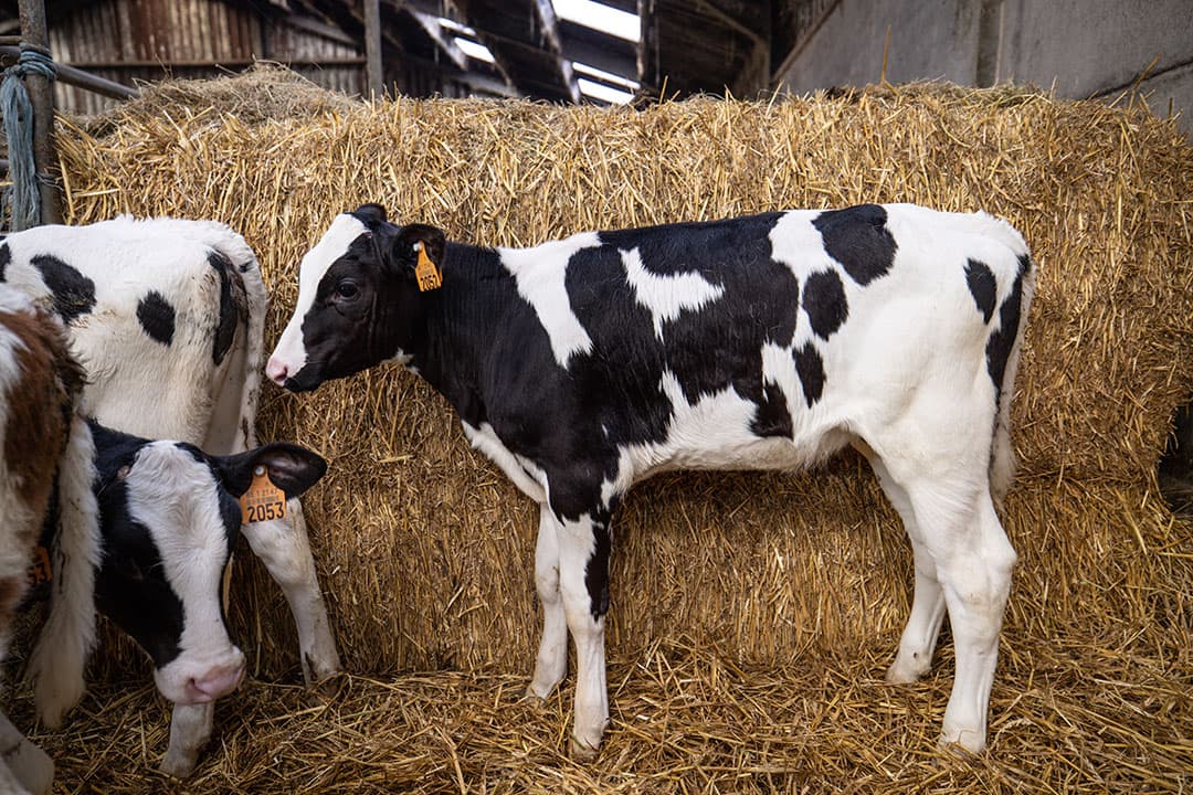 Veel kalveren komen om het leven door pneumonie. Nu blijkt dat bijna één op de vijf stierkalveren al pneumonie hebben als ze op het vleeskalverbedrijf aankomen. - Foto: Peter Roek