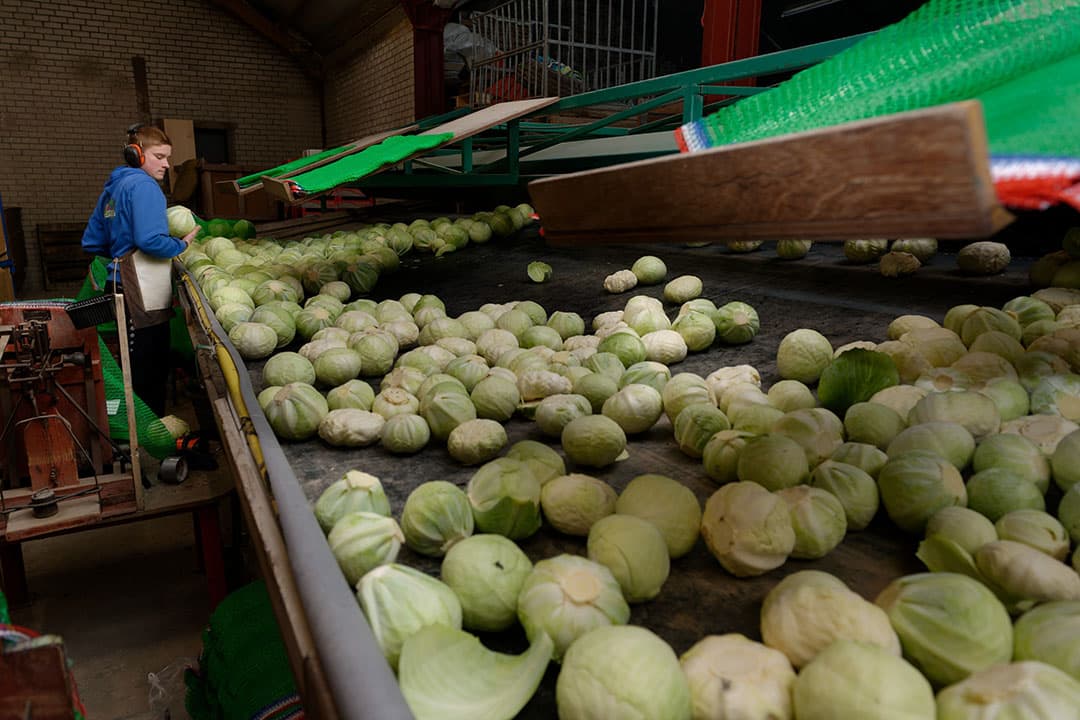 Productie van biologische kolen. Een biologisch bedrijf in Nederland omvat in 2021 gemiddeld bijna 38 hectare. De tendens is dat biologische bedrijven groter worden omdat ze er grond bij kopen en bedrijven samenvoegen, aldus het Skal-jaarverslag 2021. Het biologische areaal groeit daardoor sterker dan het aantal biologische landbouwbedrijven. - Foto: Lex Salverda