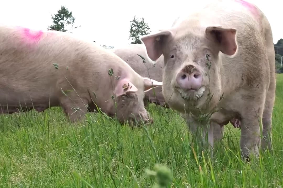 Foto: Boerderij