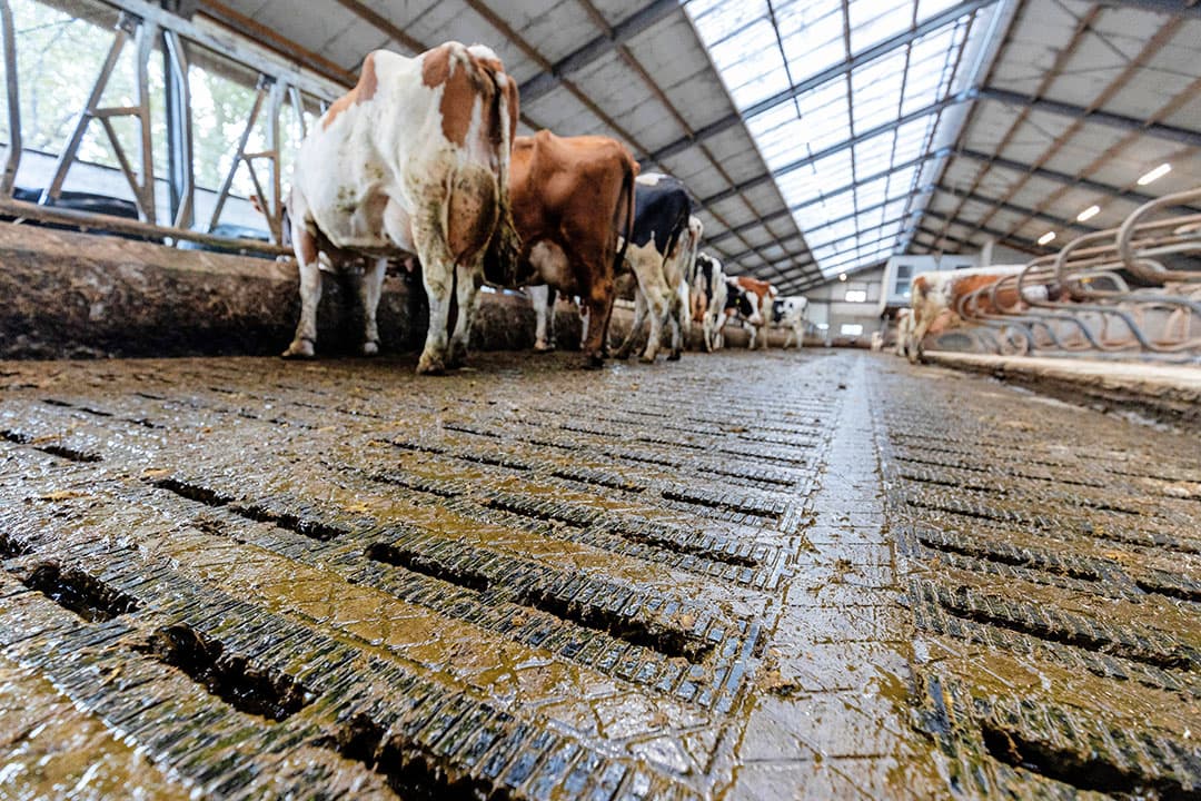 Emissiearme vloer in een melkveestal. - Foto: Herbert Wiggerman