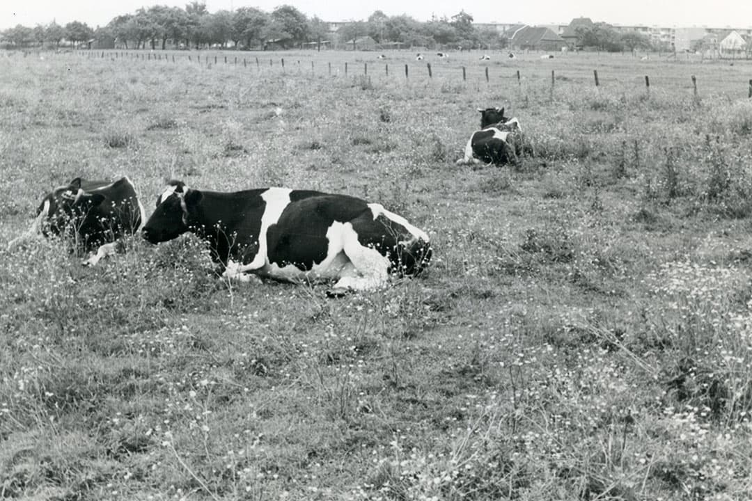 Gehoornde koeien in 1975, herkauwend in een perceel waar naast gras ook boterbloemen en andere kruiden en onkruiden staan. Dat werd vroeger niet gezien als goed graslandbeheer. - Foto: Misset