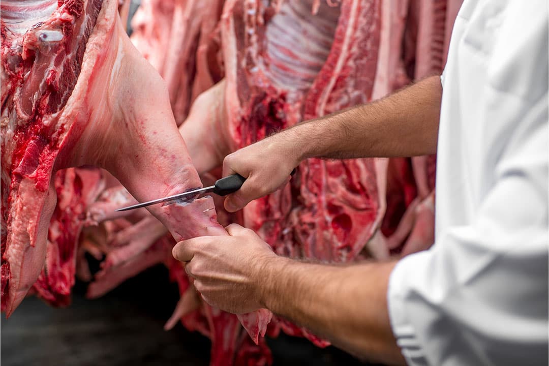 De geldende prijzen voor biggen van 30 kilo van € 57 zijn verre van toereikend, Landwirtschaftskammer Niedersaksen rekent al met een kostprijs van € 70. - Foto: Canva/RossHelen