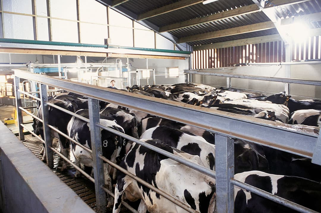 Koeien op een Vlaams melkveebedrijf. Ook in Vlaanderen hebben boeren te maken met duurder voer, kunstmest en energie. - Foto: Mark Pasveer