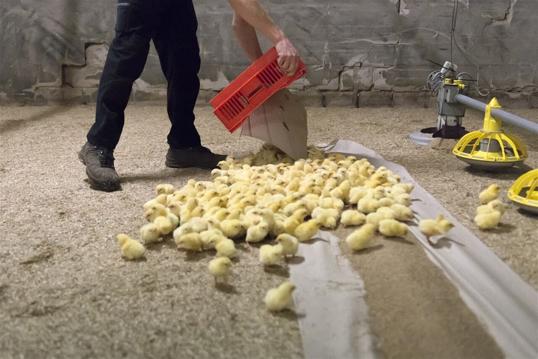 Kuikens worden geleverd op een pluimveebedrijf. Pluimveehouders maken zich grote zorgen over de toekomst. - Foto: ANP