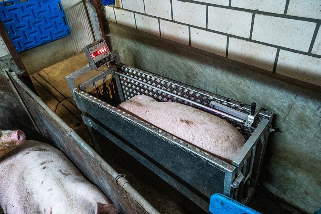 Het wegen van een opfokzeug voor inseminatie. - Foto: Bert Jansen