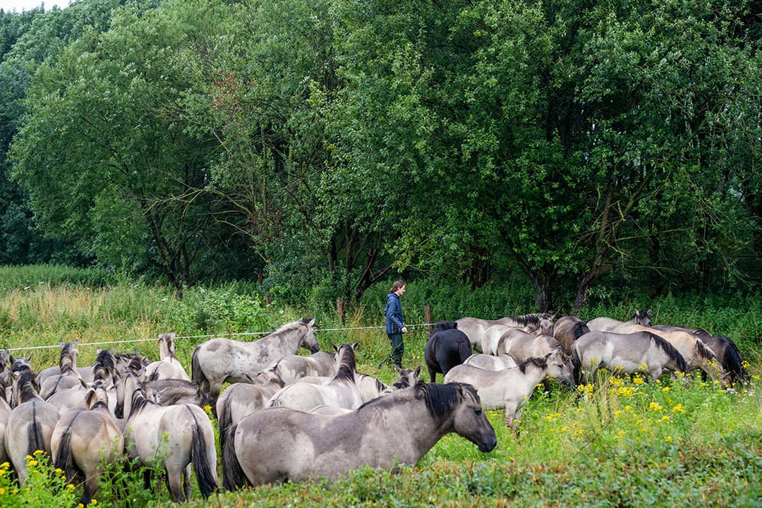 Paarden worden in veiligheid gebracht in Zuid-Limburg tijdens de overstromingen in juli 2021. Foto: Bert Jansen