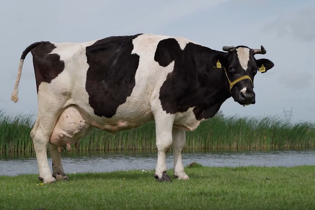 Foto: Raymond Zijp