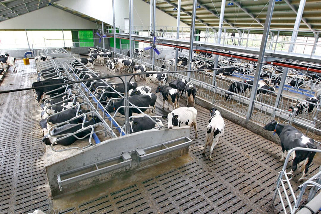 Een stal met groepen. Het kan pas vanaf een bepaalde bedrijfsomvang uit om koeien in groepen te houden en per productie of lactatiestadium te voeren. - Foto: Bert Jansen