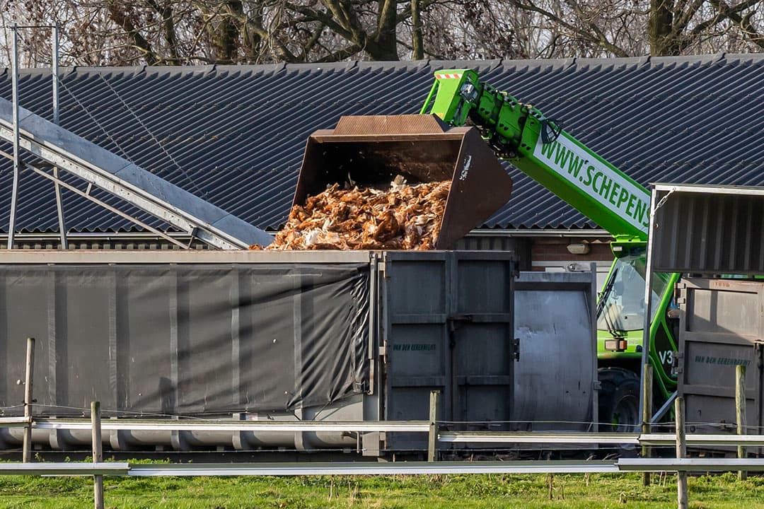 Nu is ruiming van besmette dieren en preventieve ruiming van pluimveestallen in de directe omgeving het belangrijkste instrument om vogelgriep te beheersen. - Foto: Bert Jansen