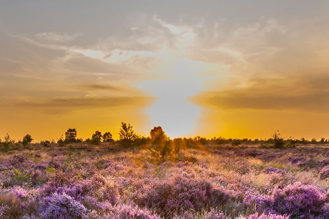 Hoeveel gekort zal worden op het stikstof- en klimaatbudget is nog onderwerp van gesprek. - Foto: Canva