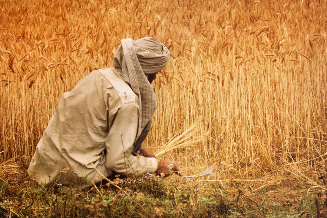 Een hittegolf in India trekt een streep door de tot voor kort hoge verwachtingen van de komende tarweoogst. - Foto: Canva/ajaykampani