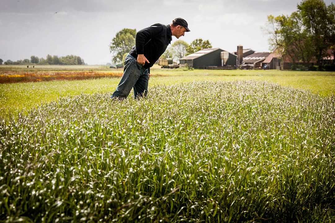 Melkveehouder Joram Hofman wil de warmtecamera’s dusdanig optimaliseren dat boeren en loonwerkers straks eenvoudig meer dierenlevens kunnen sparen op de akker. - Foto: René den Engelsman