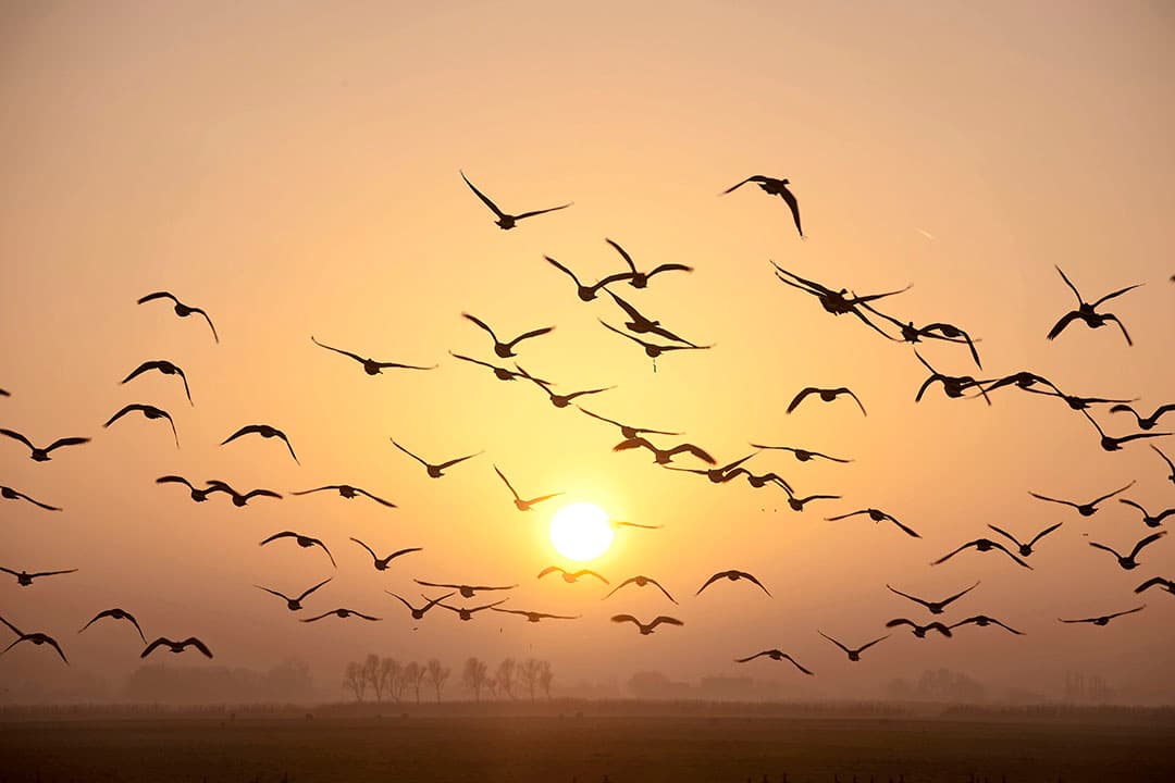 Er wordt nog steeds vogelgriepvirus vastgesteld bij wilde vogels. - Foto: Mark Pasveer