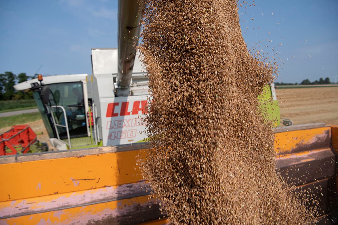 Oogst van tarwe in het Friese Marrum. - Foto: Mark Pasveer