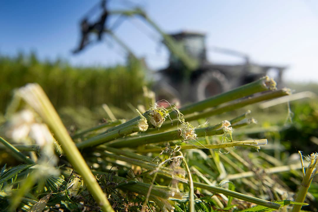 Voor een goede verwerking van de stevige hennepstengels is het van belang om deze een aantal weken na het maaien op het land te laten liggen. Dat mag straks niet meer. - Foto: Mark Pasveer