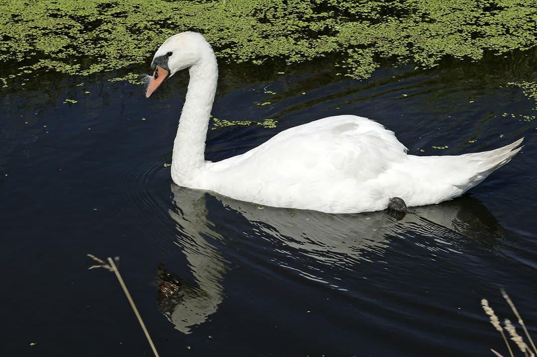 Foto: Henk Riswick