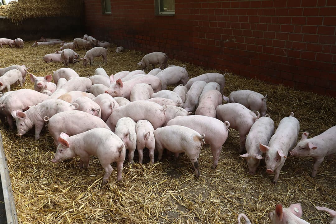 Duitse vleesvarkens in een diervriendelijke stal. Door meer in te zetten op regionaal geproduceerd vlees mét een hogere dierenwelzijnsstatus, kan de sector de anti-veehouderijlobby wind uit de zeilen nemen. - Foto: Henk Riswick