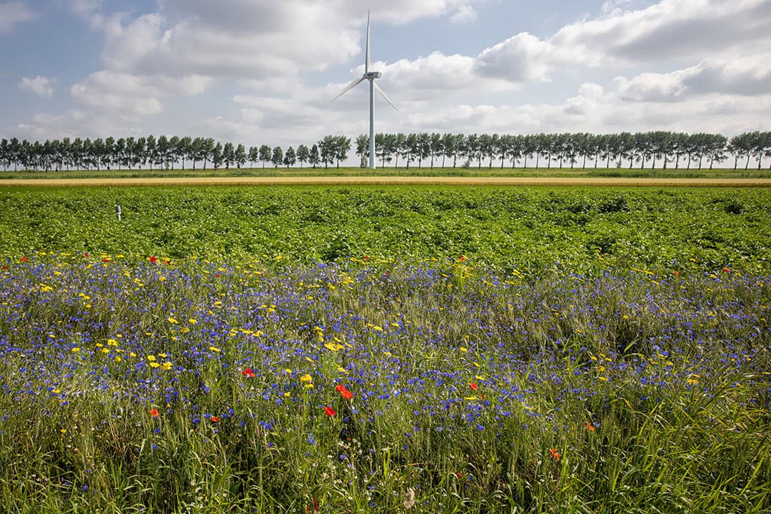 Foto: Peter Roek