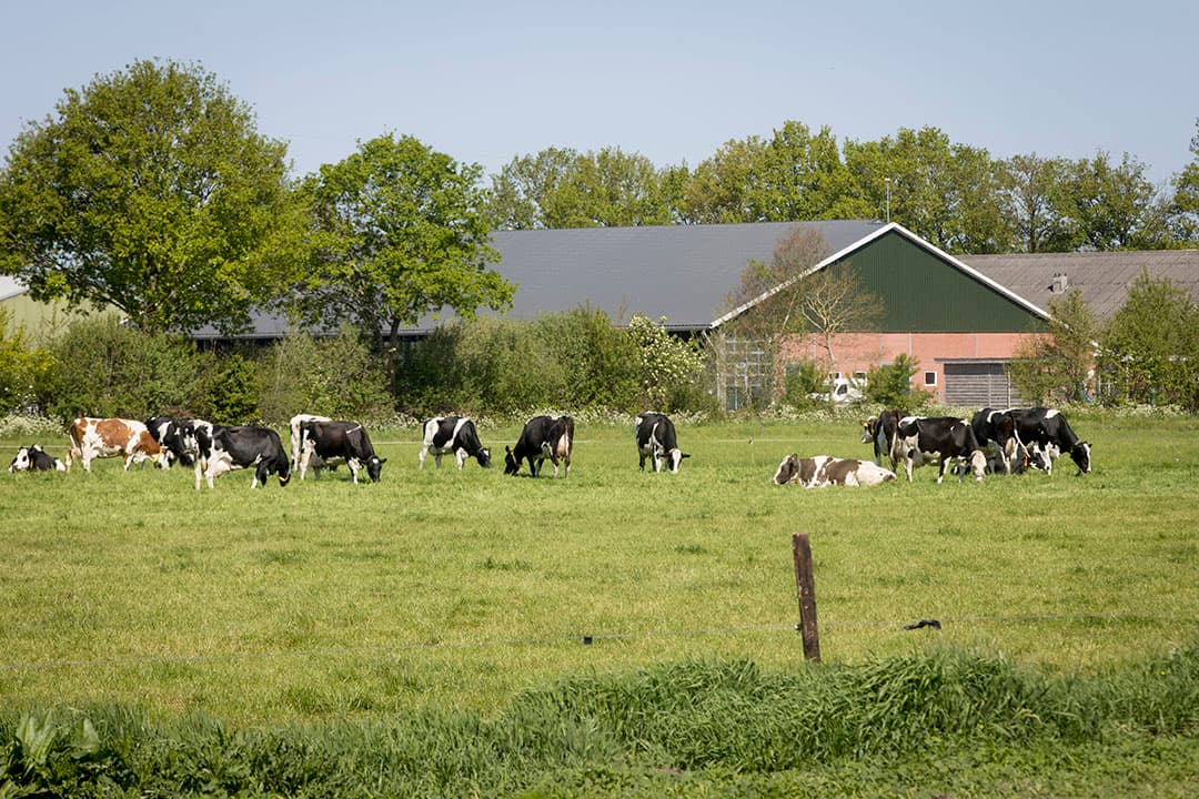 LTO riep vorige week op om op de maandag na het Hemelvaartsweekend, de koeien binnen te houden, als statement. Foto: Koos Groenewold