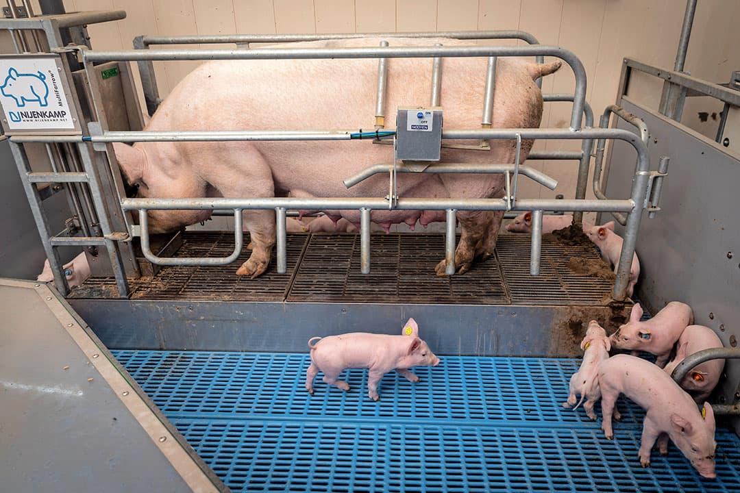 In de eerste 5 dagen na het werpen staan de zeugen nog vast en is de balansvloer in werking. Door de vloer is de kans op verdrukking klein. - Foto's: Koos Groenewold