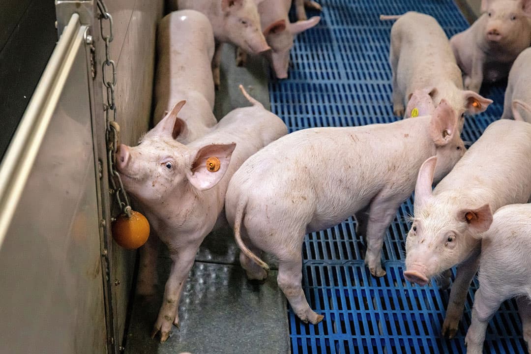 Aeres Farms is gestopt met couperen. Een fris stalklimaat heeft daarbij een belangrijke rol naast voeding en afleidingsmateriaal.