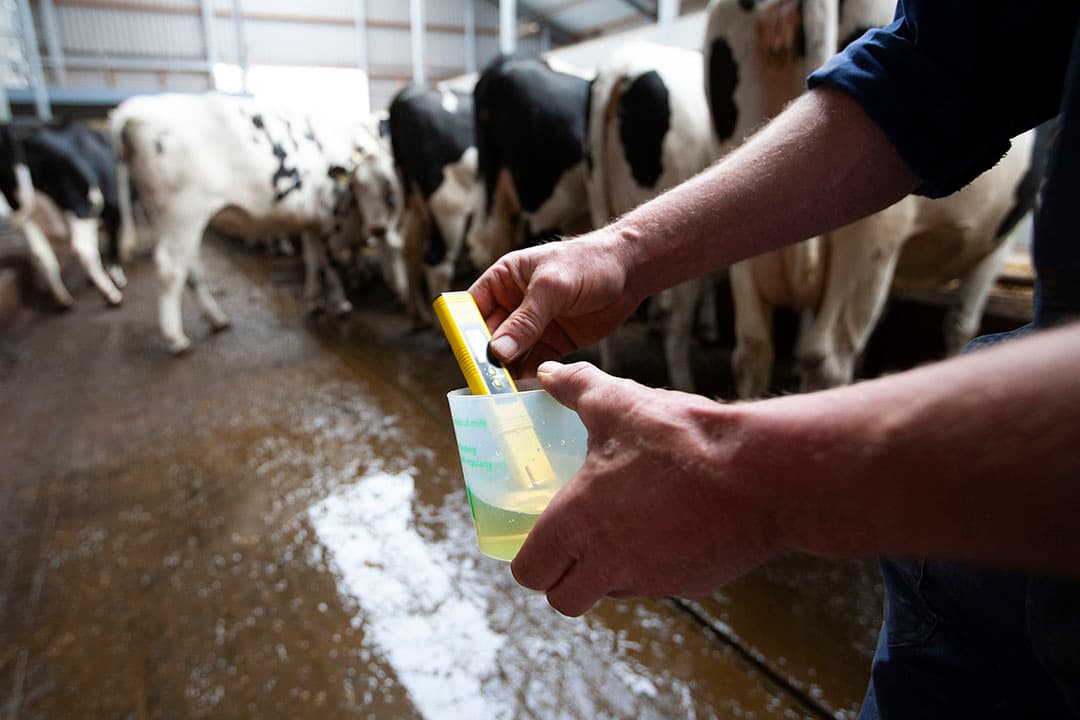 De zuurgraad (pH) van urine kan vrij eenvoudig worden vastgesteld. De urine pH wordt ook gebruikt om het effect van verlaagd KAV in droogstandsrantsoenen te checken. - Foto: Hans Banus