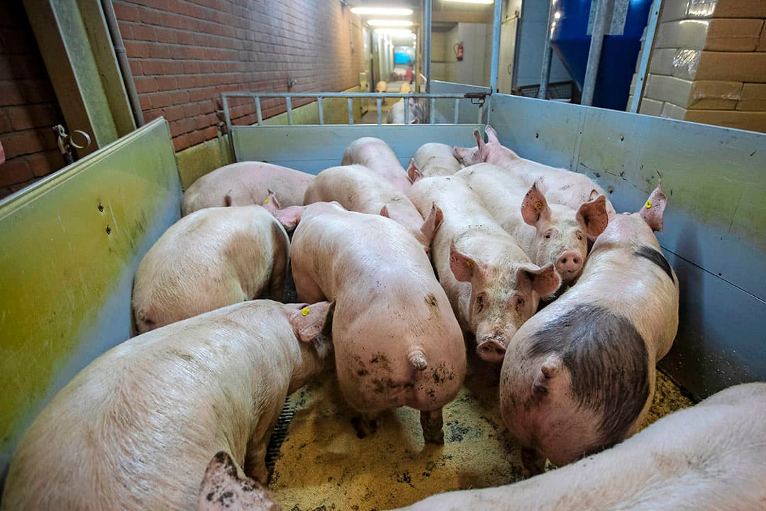 Het aantal leefdagen tussen varkens varieert sterk. Daardoor gaat een deel niet op het optimale moment naar de slachterij en groeien koppels uit elkaar Met individuele dierdata is daar meer inzicht in te krijgen en op te sturen. - Foto: Ronald Hissink