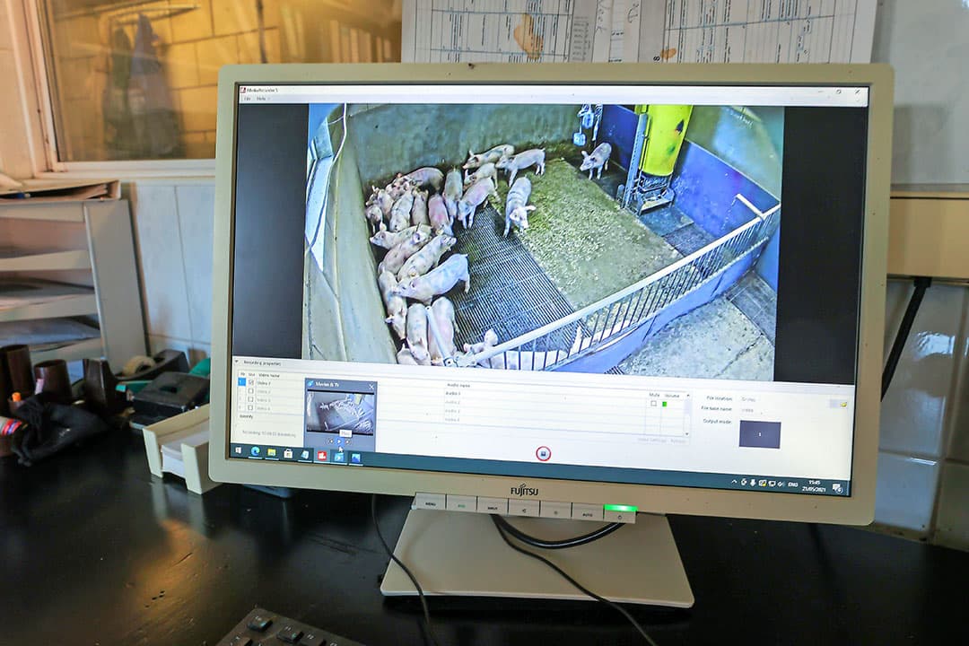 Met behulp van camerabeelden kan een zelflerend systeem gedrag van varkens herkennen en meldingen afgeven van ongewenst gedrag of afwijkend gedrag door bijvoorbeeld ziekte. - Foto: Bert Jansen
