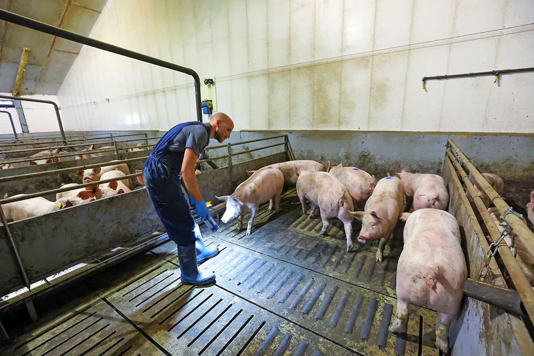 De geltenopfok bepaalt voor een deel de prestaties en levensduur van de zeugen op latere leeftijd. De betere bedrijven werken gestructureerd met een vaste planning waarbij dieren niet te vroeg of te laat worden gedekt. - Foto: Bert Jansen