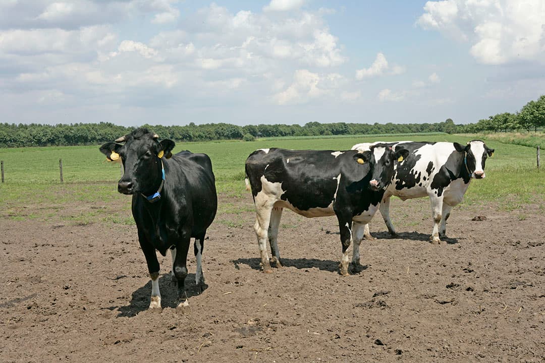 Droge koeien in een uitloopje. Naarmate koeien ouder worden, lopen ze meer risico op melkziekte omdat de lichaamsfuncties sneller uit balans zijn. - Foto: Jan Willem Schouten