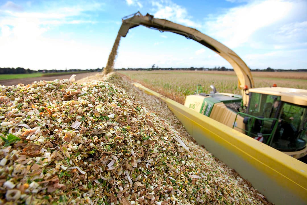 Veehouders die afhaken bij derogatie willen niet begrensd worden door de eis van minimaal 80% grasland en de vrijheid hebben om bijvoorbeeld meer mais te telen. Foto: Jan Willem Schouten